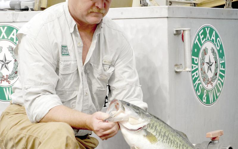 The passage of HB 4938 would abolish the Texas Parks and Wildlife Department and shift its functions, funding and responsibilities to other state agencies. According to the bill, fish hatcheries would be managed by the Texas General Land Office, while the Department of Agriculture would oversee fish and wildlife. Game wardens would be overseen by the Department of Public Safety. Photo by Matt Williams