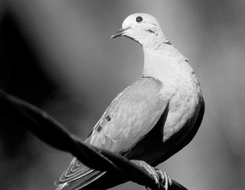 TPWD says mourning dove popu - lations are in great shape as the Texas season opener approaches on Sept. 1. Texas’ mourning dove population is estimated at around 36 million - up five percent from last year and on par with the high - est estimates seen since surveys started 18 years ago. TPWD Photo