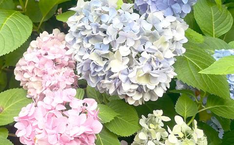 Hydrangea macrophylla ‘Penny Mac’ and other plants with colorful blooms will be featured at SFA Gardens fall plant sale. Submitted | Light and Champion