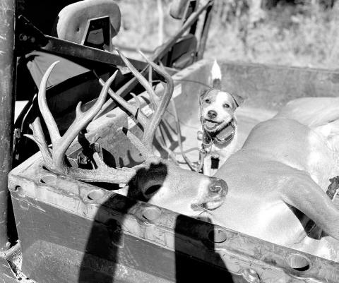 “Scout”, a 2 1/2-year old female Jack Russell Terrier owned by Jared Polasek, is fast becoming a crackerjack at helping hunters recover wounded deer. (Courtesy Photo, Jared Polasek)
