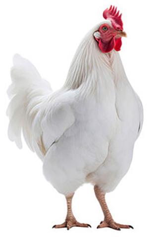 Avian influenza detected in Shelby County poultry flock	