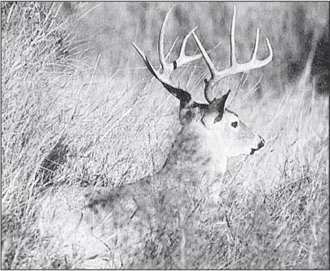 Texas has a robust deer herd numbering close to 5 million animals, way more than any other state. TPWD is predicting average to above average antler growth on bucks in most areas of the state. Photo by Matt Williams