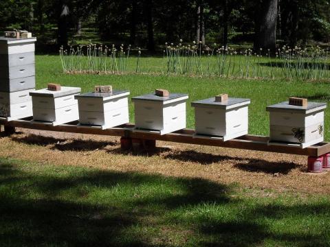 Sabine County Beekeepers August Meeting 