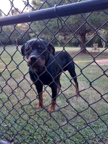 Rottweiler found on CR 1490