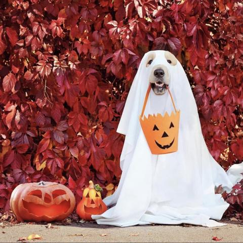 Howl-O-Ween, a howling good time!