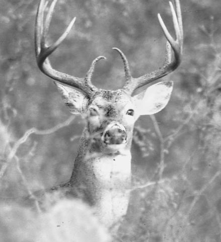 Wildlife experts are predicting average to above average antler growth on the bucks this season thanks to favorable habitat conditions in early spring in many parts of the state. Photo by Matt Williams