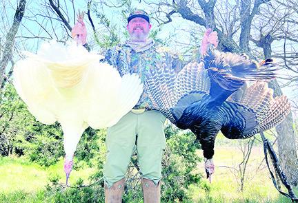 On March 29, Jaret Barrett of Waxahachie was turkey hunting on his 1,000-acre lease in Eastland County when he bagged a pair of Rio Grande gobblers at 40 yards. One of the gobblers had snow-white plumage that is considered exceptionally rare in the wild. Photo courtesy Jaret Barrett