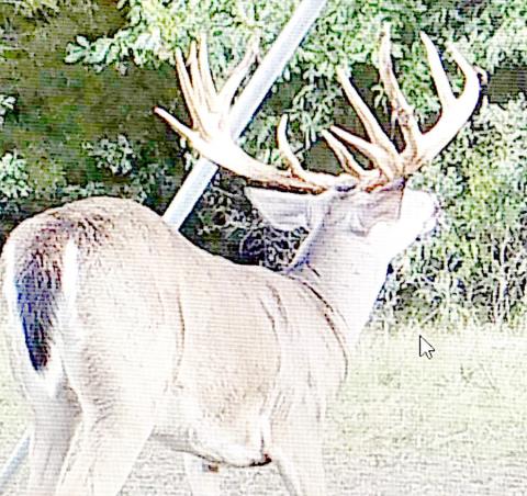 In 2016, Kaufman County landowner Jerry Ludlicka’s game camera caught this whopper at a feeder about a mile from Sewell’s property. Courtesy Photo, Jerry Ludlicka