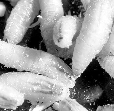 The screwworm larvae, or maggots, feed off the living tissue of mammals. After feeding, larvae leave the host, burrow into the soil and eventually emerge as the next generation of breeding screwworm flies. USDA
