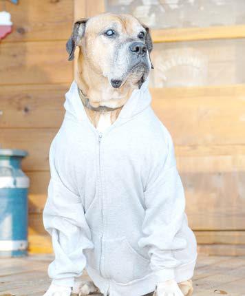 The author’s dog nearly got into serious trouble in July 2004 when he followed his nose to a mature black bear in the New Mexico high country. The dog’s escape route led the angry bear straight back to its owner. Slug-Go is pictured here at 13, shortly before he died of of cancer in 2010. Photo by Matt Williams