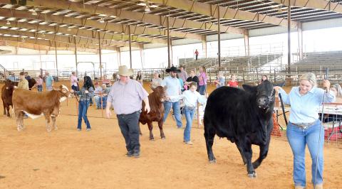 Livestock judge Derrick Brown assesses entrants in the Shelby County 4H &amp; FFA Livestock Show held last Thursday. Showing their heifers are (from left) Keaton Hughes, Macklyn Kirk, Bailey Shadix and Brecken Kimbro. Young people from across the county participated in a week-long series of events showing off their animals and their hard work. Check out next week’s edition of The Light and Champion for full results from the show and sales and for more pictures. David Danley | Light and Champion