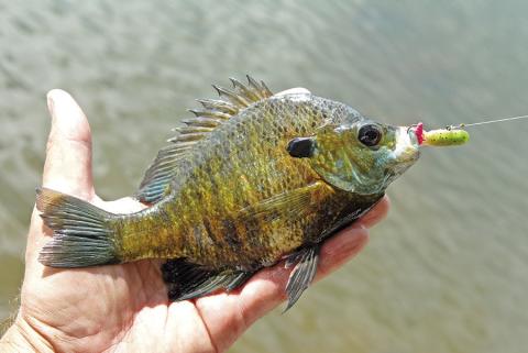 Fun loving anglers can have a ball when bream take up housekeeping in the shallows. Photo by Matt Williams