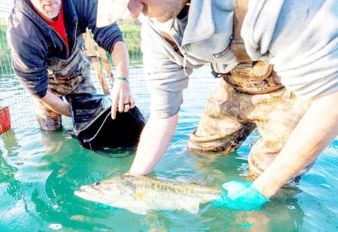 Giant bass will be taken to the newly renovated Joe Hogan State Fish Hatchery to be spawned with males genetically tested for "big fish" genes. AGFC photo by Mike Wintroath