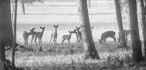 TPWD is proposing to increase the number of “doe days” from four to 16 or more days in 21 Post Oak Savannah counties to allow for more hunting opportunity and to help offset undesirable skewed sex ratios. TPWD Photo