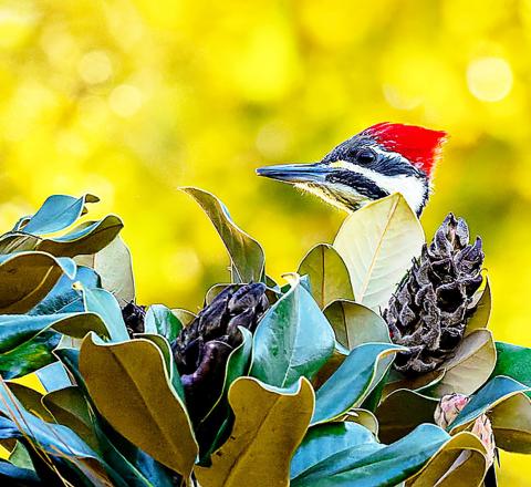 Piney Woods Photographic learns about thirds