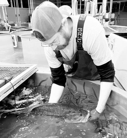 TFFC hatchery manager Donovan Patterson works with a Toyota Legacy Lunker at the program headquarters in Athens. TPWD Photo