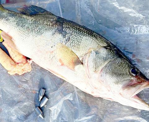 TPWD game wardens discovered weights in the stomach of a bass brought to weigh-in during a recent fishing tournament at Lake Fork. The angler, Curtis Lee Daniels of Willow Park, was arrested and charged with violating a Texas fishing tournament law. TPWD Photo