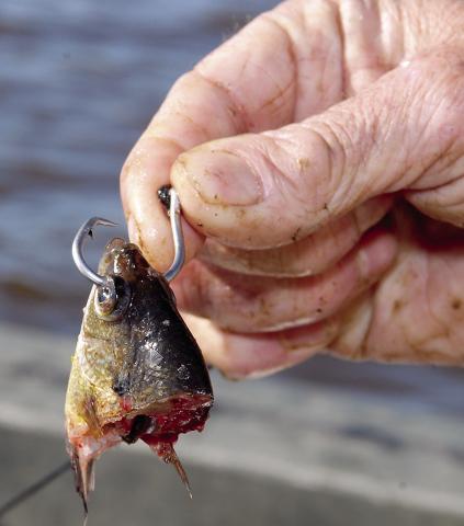 Flathead catsh feed mostly on live bait, but have also been known to eat cut bait and arti- cial lures. Some anglers believe the head of a perch or shad is more likely to fool a tathead than other cut bait. Photo by Matt Williams
