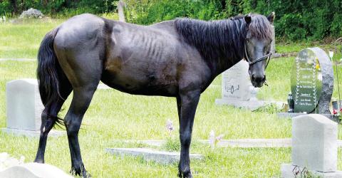 An escaped horse has been living in the Westview Cemetery in East Center for the past several weeks. He has resisted all attempts to capture him as he seeks to maintain his freedom. David Danley | Light and Champion
