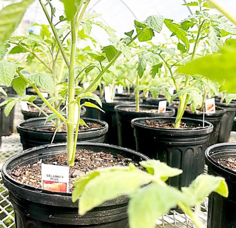SFA Gardens hosting annual edible plant sale