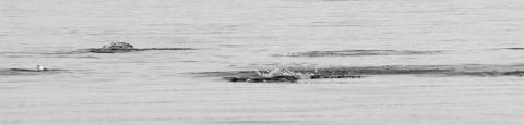 A group of school bass has their way with a pod of threadfin shad. (Photo by Matt Williams)