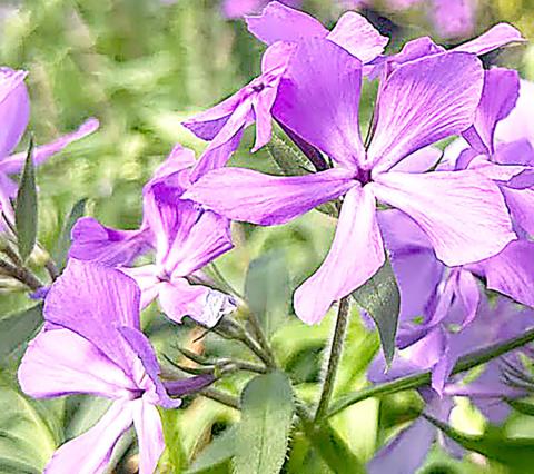 Beautiful plants like Phlox ‘Janet’s Purple’ will be available at the Garden Gala Day plant Sale. Submitted | Light and Champion