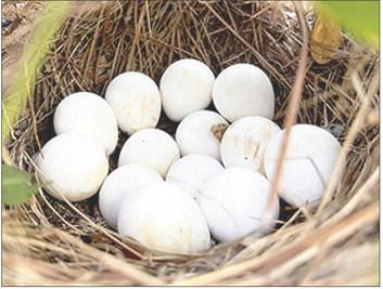 Wildlife biologist Brad Kubecka has documented 159 quail nests at a 9,000-acre Polk County ranch since 2019 and that quail numbers are thriving thanks to intensive habitat restoration efforts aimed at reestablishing the dapper little game birds. Photo by Brad Kubecka | Light and Champion