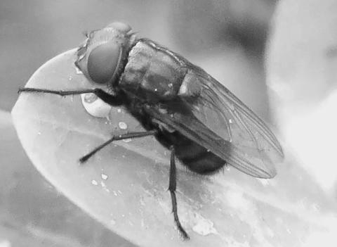 The USDA describes the New World Screwworm as a metallic green-blue fly with large orange eyes, about twice the size of a common house fly. NWSs do not bite animals; their damage comes from laying eggs in the open wounds of living, warm-blooded animals. The immature fly larvae feed on the living tissues of hosts, burrowing into the animal's tissue, causing tremendous damage and often resulting in the host's death. USDA Photo