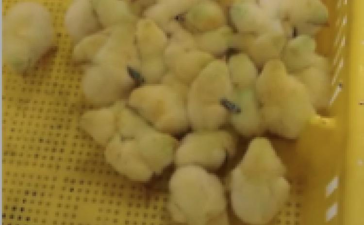Time to Get Those Chick Orders In & Enter the 2023 Poultry Festival 4-H Broiler Show
