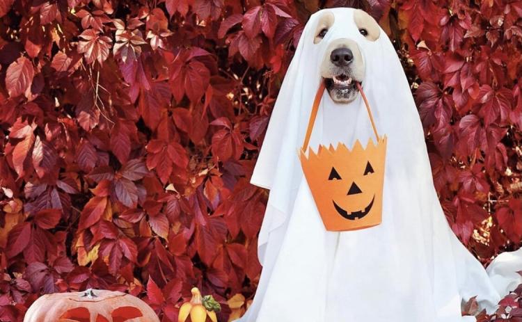 Howl-O-Ween, a howling good time!